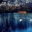 Swans [Mamiya-Sekor 55m / Kodak Ektar]