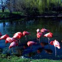 Flamingoes [Mamiya-Sekor 55mm / Kodak Ektar]