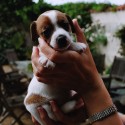 Our terrier Juno, as a puppy.